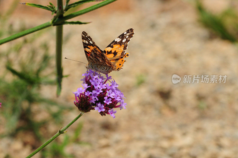 英国，Painted Lady Butterfly